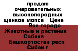 продаю очаровательных высокопородных щенков мопса › Цена ­ 20 000 - Все города Животные и растения » Собаки   . Башкортостан респ.,Сибай г.